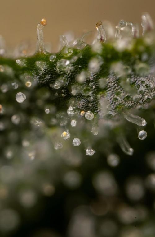 Lemon Cherry Gelato #2 - Zamnesia x B&B. Week 13 - LCG #2 - Micro Worlds 10x
