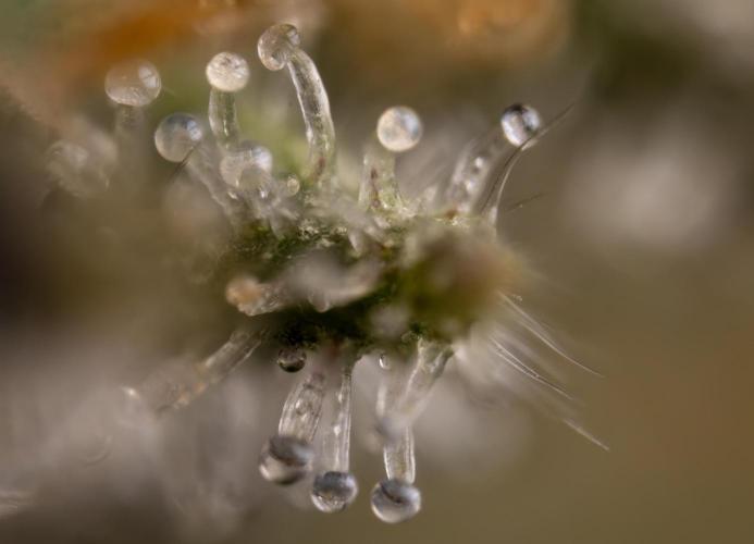 Lemon Cherry Gelato #2 - Zamnesia x B&B. Week 13 - LCG #2 - Micro Worlds 10x