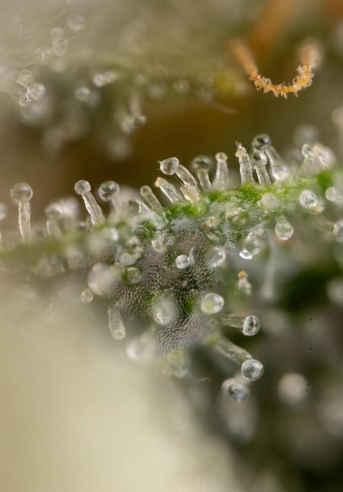 Lemon Cherry Gelato #2 - Zamnesia x B&B. Week 13 - LCG #2 - Micro Worlds 10x