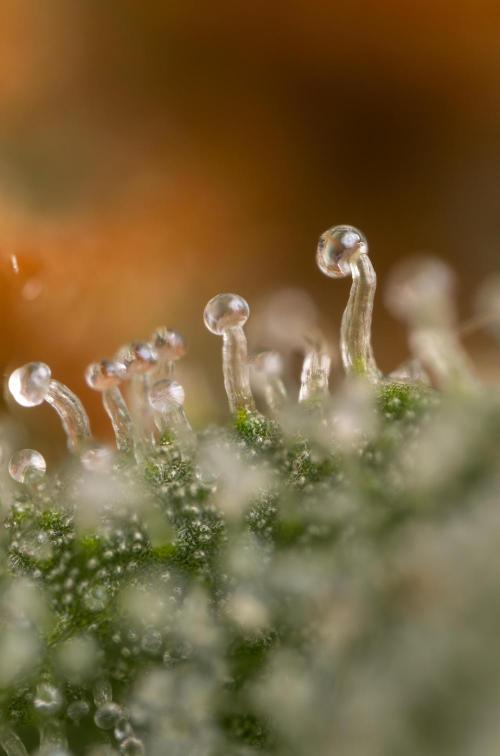 Lemon Cherry Gelato #2 - Zamnesia x B&B. Week 13 - LCG #2 - Micro Worlds 10x