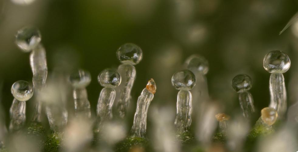 Lemon Cherry Gelato #2 - Zamnesia x B&B. Week 13 - LCG #2 - Micro Worlds 10x and crop