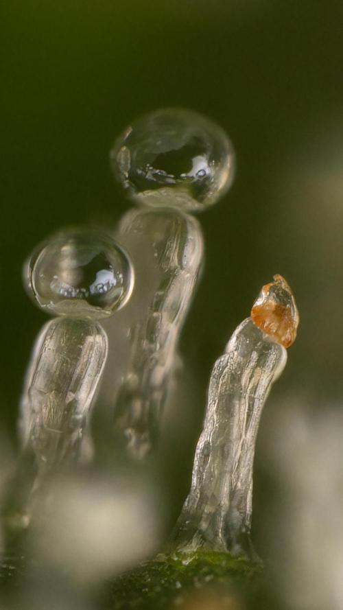 Lemon Cherry Gelato #2 - Zamnesia x B&B. Week 13 - LCG #2 - Micro Worlds 10x and crop