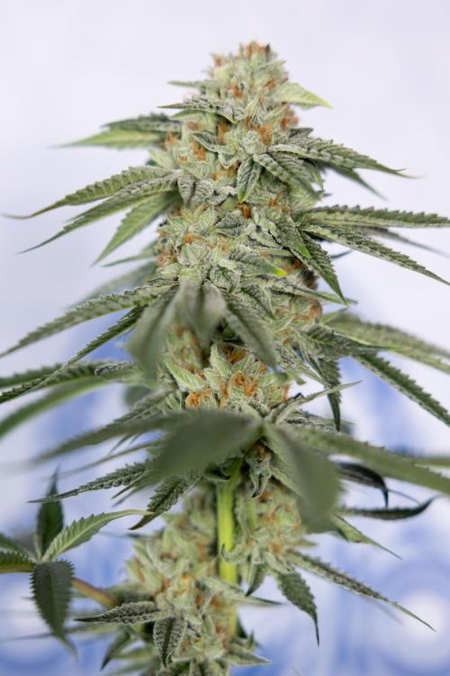 Lemon Cherry Gelato #2 - Zamnesia x B&B. Week 13 - Lemon Cherry Gelato  #2 - No Techniques - harvest Day