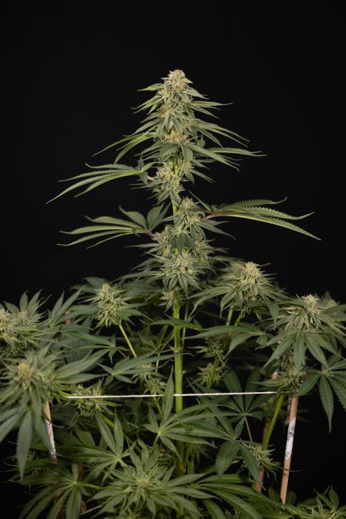Lemon Cherry Gelato #2 - Zamnesia x B&B. Week 13 - Lemon Cherry Gelato  #2 - No Techniques - harvest Day