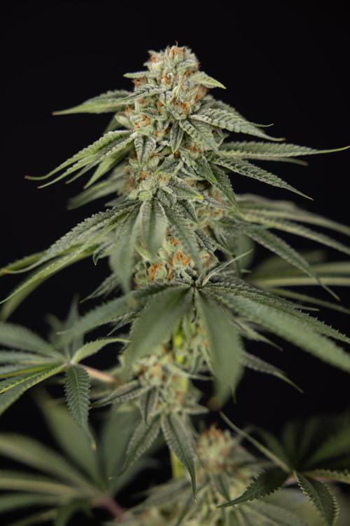 Lemon Cherry Gelato #2 - Zamnesia x B&B. Week 13 - Lemon Cherry Gelato  #2 - No Techniques - harvest Day