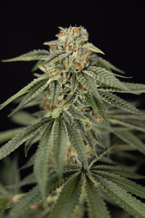 Lemon Cherry Gelato #2 - Zamnesia x B&B. Week 13 - Lemon Cherry Gelato  #2 - No Techniques - harvest Day