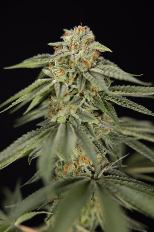 Lemon Cherry Gelato #2 - Zamnesia x B&B. Week 13 - Lemon Cherry Gelato  #2 - No Techniques - harvest Day