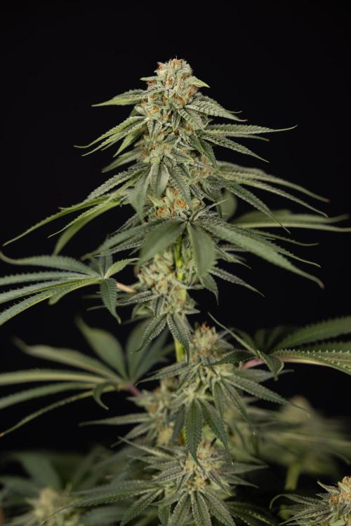 Lemon Cherry Gelato #2 - Zamnesia x B&B. Week 13 - Lemon Cherry Gelato  #2 - No Techniques - harvest Day