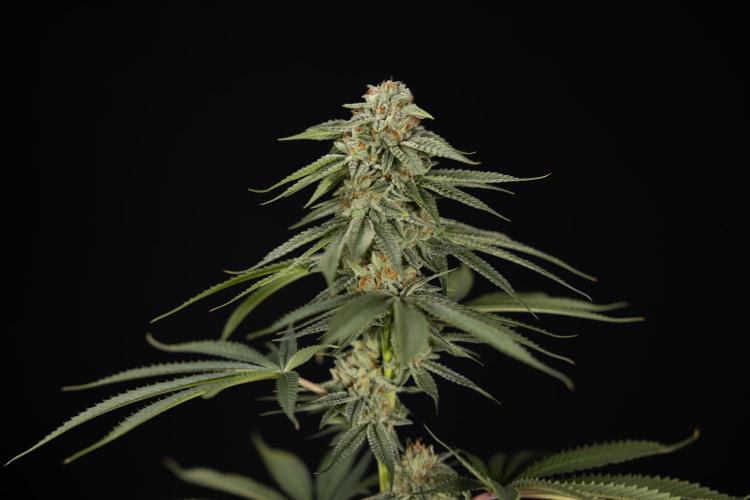Lemon Cherry Gelato #2 - Zamnesia x B&B. Week 13 - Lemon Cherry Gelato  #2 - No Techniques - harvest Day