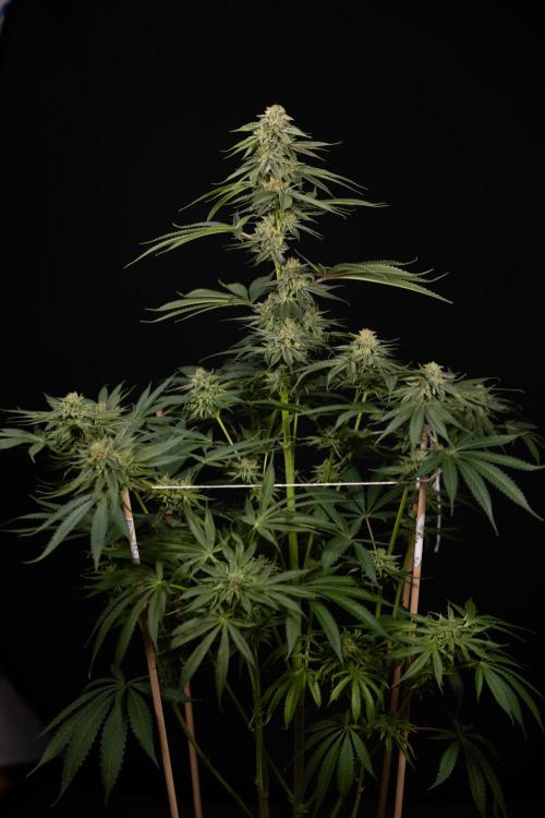 Lemon Cherry Gelato #2 - Zamnesia x B&B. Week 13 - Lemon Cherry Gelato  #2 - No Techniques - harvest Day