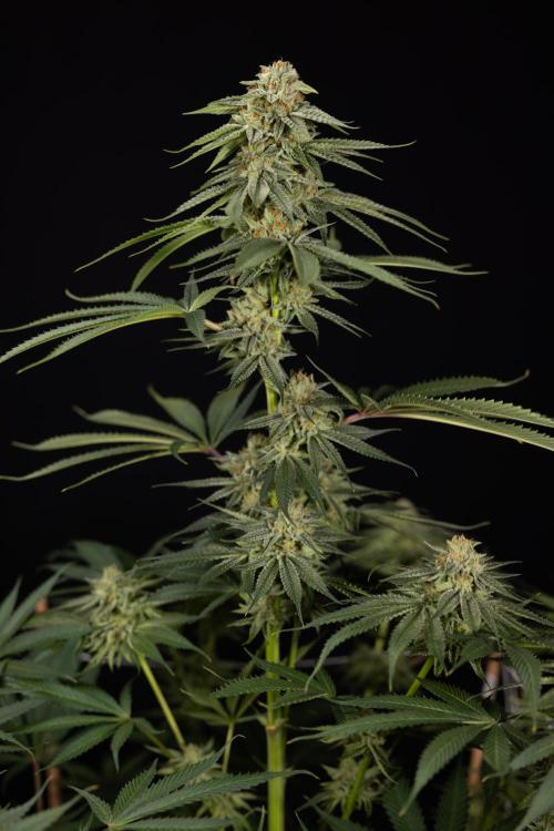 Lemon Cherry Gelato #2 - Zamnesia x B&B. Week 13 - Lemon Cherry Gelato  #2 - No Techniques - harvest Day