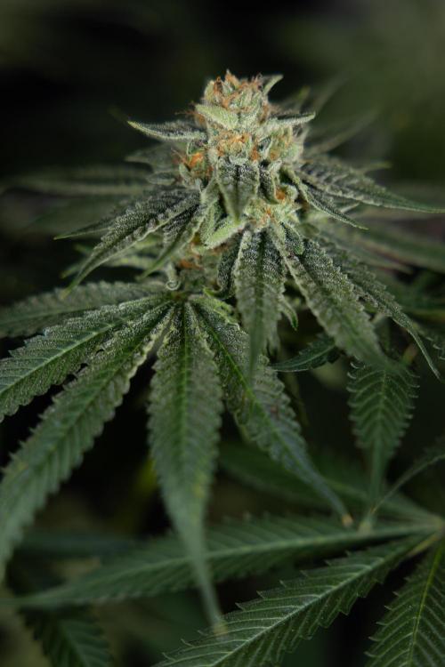 Lemon Cherry Gelato #2 - Zamnesia x B&B. Week 13 - Lemon Cherry Gelato  #2 - No Techniques - harvest Day