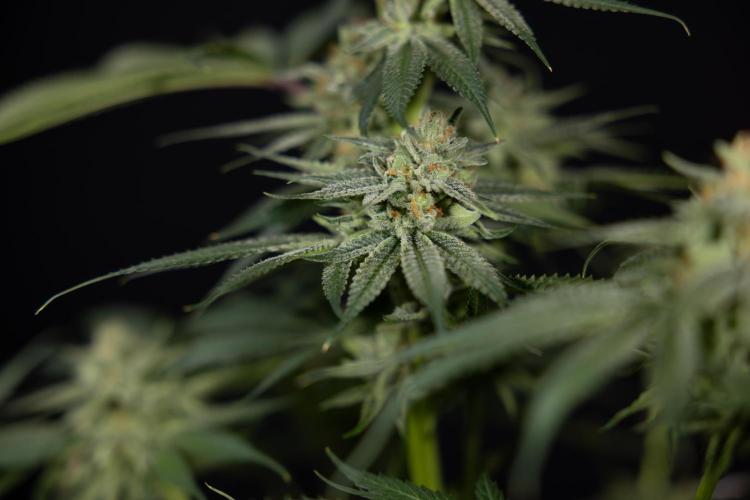 Lemon Cherry Gelato #2 - Zamnesia x B&B. Week 13 - Lemon Cherry Gelato  #2 - No Techniques - harvest Day