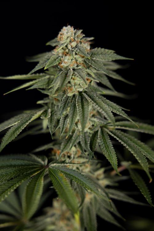 Lemon Cherry Gelato #2 - Zamnesia x B&B. Week 13 - Lemon Cherry Gelato  #2 - No Techniques - harvest Day