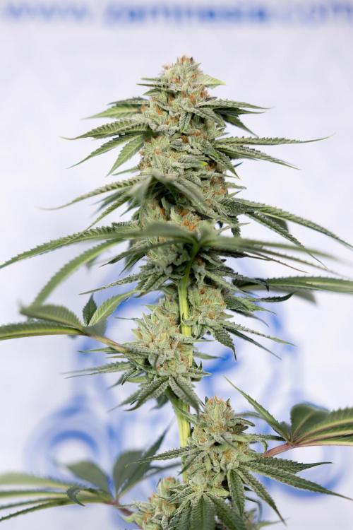 Lemon Cherry Gelato #2 - Zamnesia x B&B. Week 13 - Lemon Cherry Gelato  #2 - No Techniques - harvest Day