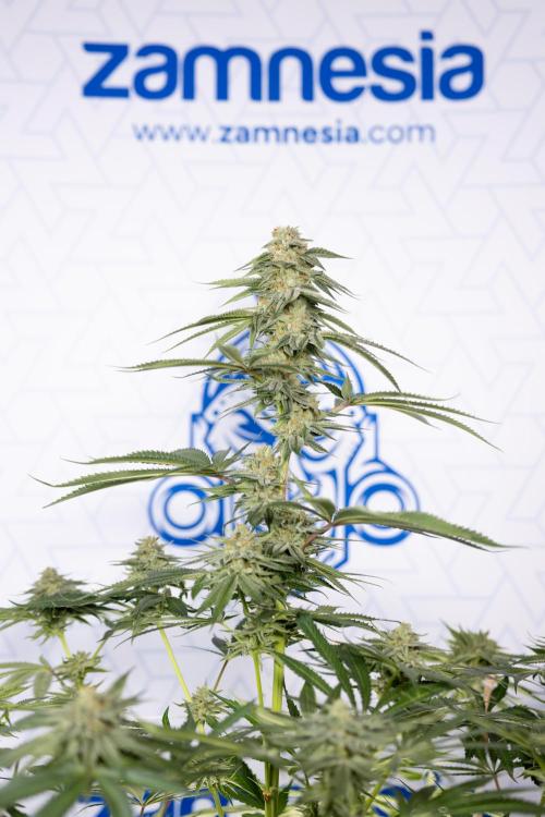 Lemon Cherry Gelato. Week 13