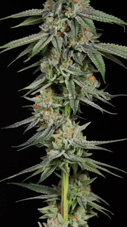 Lemon Cherry Gelato #2 - Zamnesia x B&B