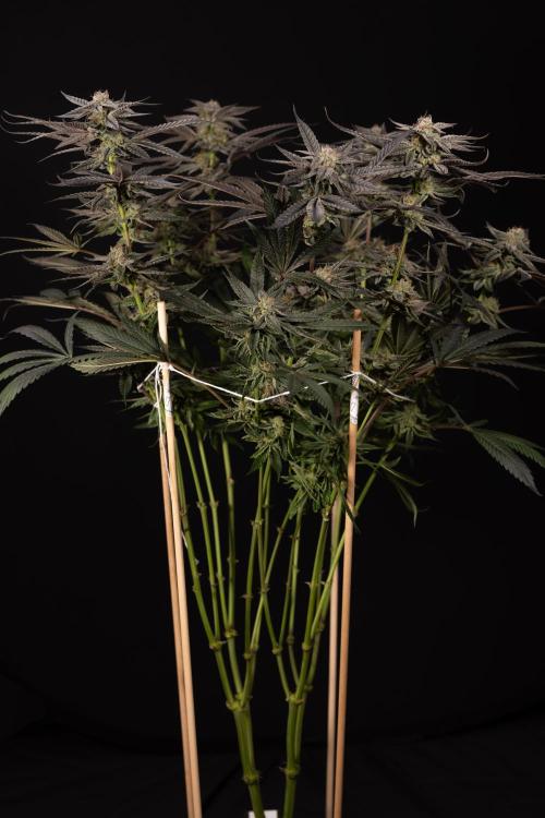 Georgia Pie #1 - Zamnesia x B&B. Week 14 - Georgia Pie #1 - Topping - Harvest Day