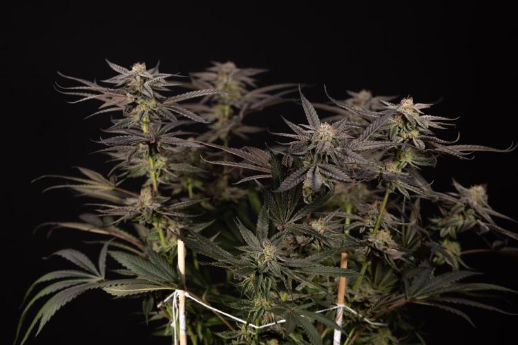 Georgia Pie #1 - Zamnesia x B&B. Week 14 - Georgia Pie #1 - Topping - Harvest Day