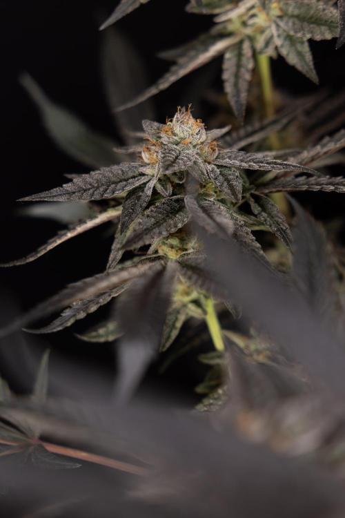 Georgia Pie #1 - Zamnesia x B&B. Week 14 - Georgia Pie #1 - Topping - Harvest Day