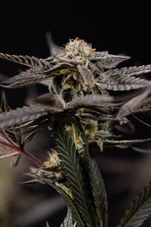 Georgia Pie #1 - Zamnesia x B&B. Week 14 - Georgia Pie #1 - Topping - Harvest Day