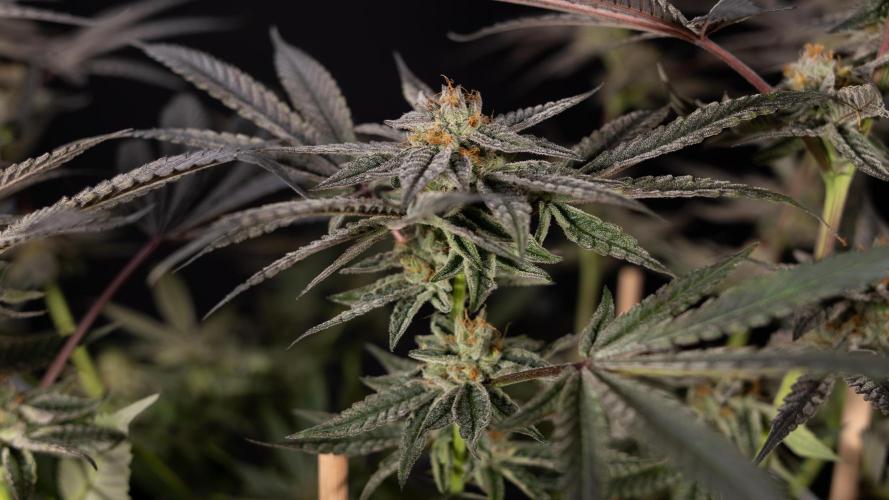 Georgia Pie #1 - Zamnesia x B&B. Week 14 - Georgia Pie #1 - Topping - Harvest Day