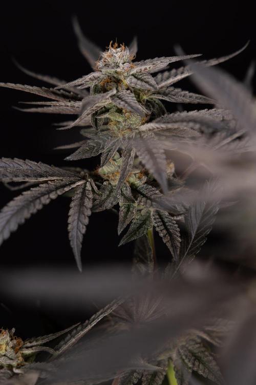 Georgia Pie #1 - Zamnesia x B&B. Week 14 - Georgia Pie #1 - Topping - Harvest Day