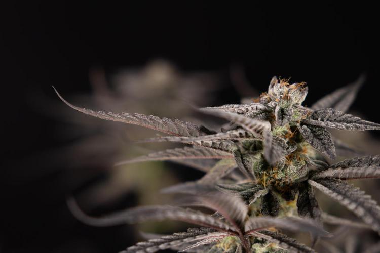 Georgia Pie #1 - Zamnesia x B&B. Week 14 - Georgia Pie #1 - Topping - Harvest Day