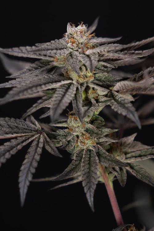 Georgia Pie #1 - Zamnesia x B&B. Week 14 - Georgia Pie #1 - Topping - Harvest Day