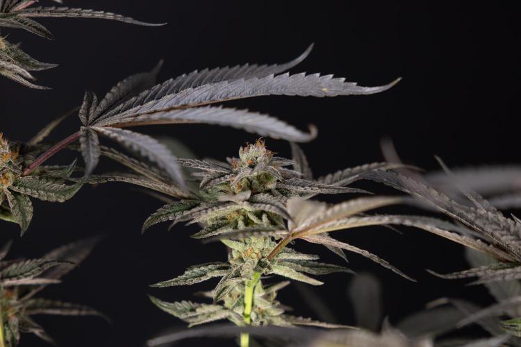 Georgia Pie #1 - Zamnesia x B&B. Week 14 - Georgia Pie #1 - Topping - Harvest Day