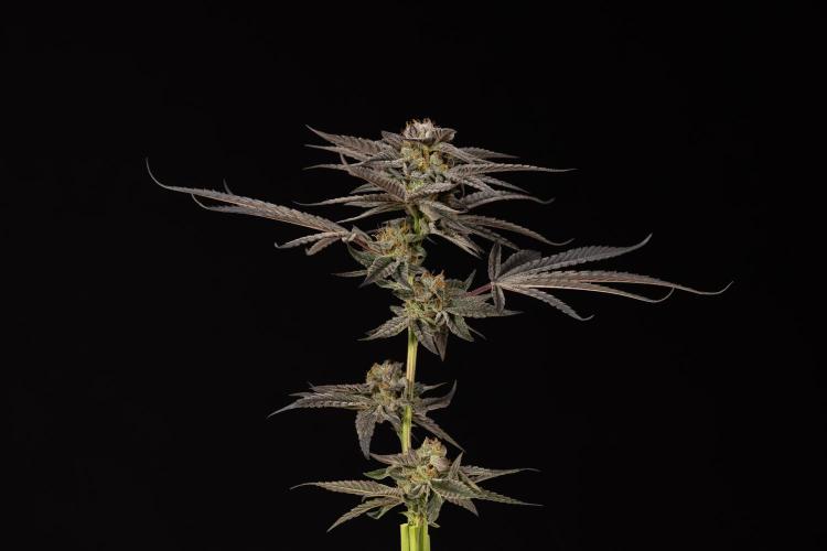 Georgia Pie #1 - Zamnesia x B&B. Week 14 - Georgia Pie #1 - Topping - Harvest Day