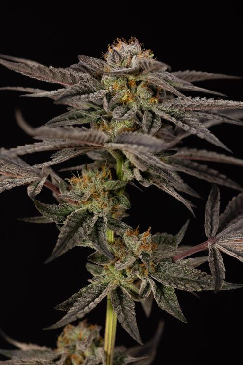 Georgia Pie #1 - Zamnesia x B&B. Week 14 - Georgia Pie #1 - Topping - Harvest Day