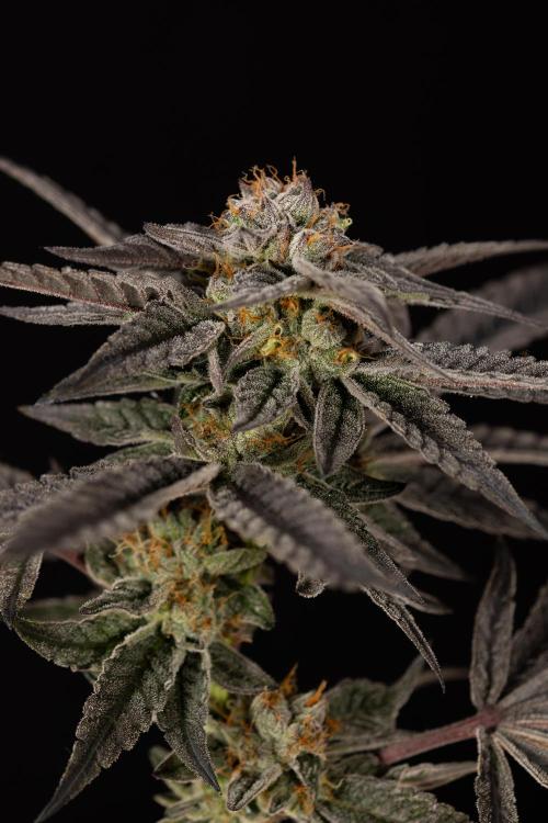 Georgia Pie #1 - Zamnesia x B&B. Week 14 - Georgia Pie #1 - Topping - Harvest Day
