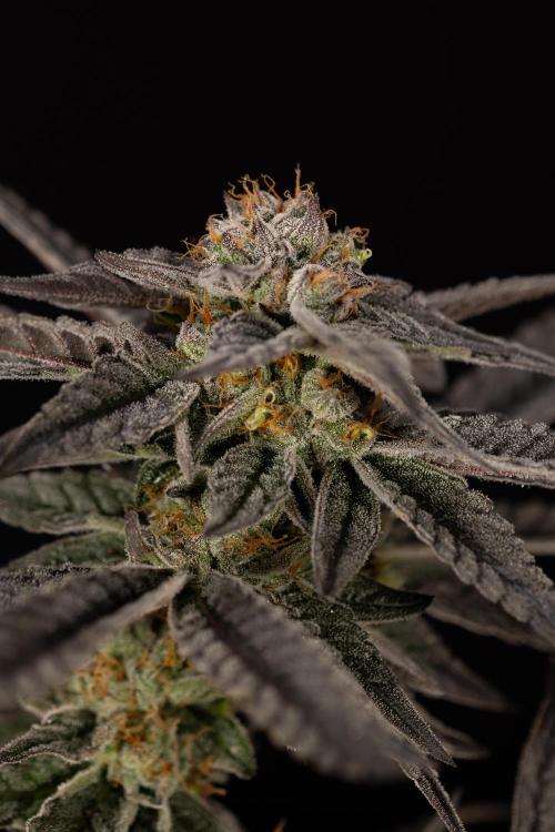 Georgia Pie #1 - Zamnesia x B&B. Week 14 - Georgia Pie #1 - Topping - Harvest Day