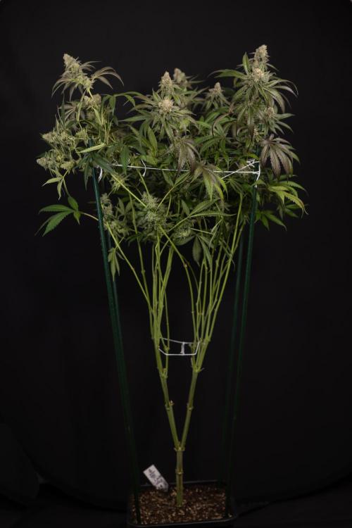L.A. KUSH Cake #1 - Zamnesia x B&B. Week 15 - LA KUSH CAKE #1 Topping - Harvest Day