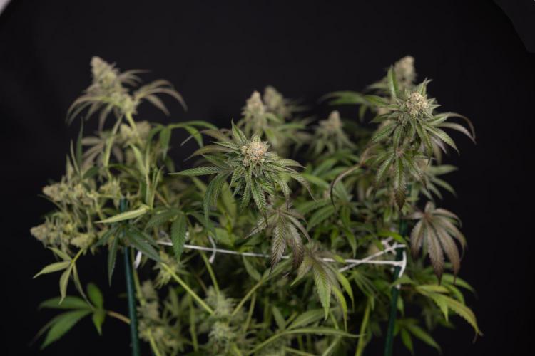L.A. KUSH Cake #1 - Zamnesia x B&B. Week 15 - LA KUSH CAKE #1 Topping - Harvest Day