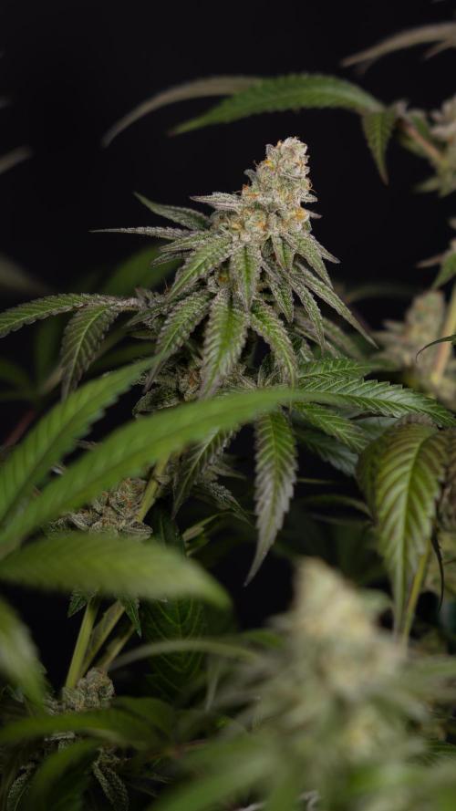L.A. KUSH Cake #1 - Zamnesia x B&B. Week 15 - LA KUSH CAKE #1 Topping - Harvest Day