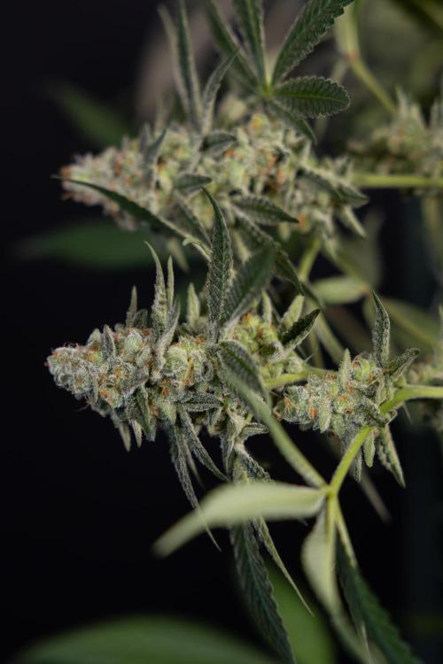 L.A. KUSH Cake #1 - Zamnesia x B&B. Week 15 - LA KUSH CAKE #1 Topping - Harvest Day
