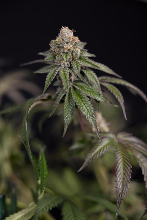 L.A. KUSH Cake #1 - Zamnesia x B&B. Week 15 - LA KUSH CAKE #1 Topping - Harvest Day