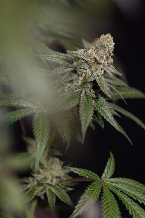 L.A. KUSH Cake #1 - Zamnesia x B&B. Week 15 - LA KUSH CAKE #1 Topping - Harvest Day