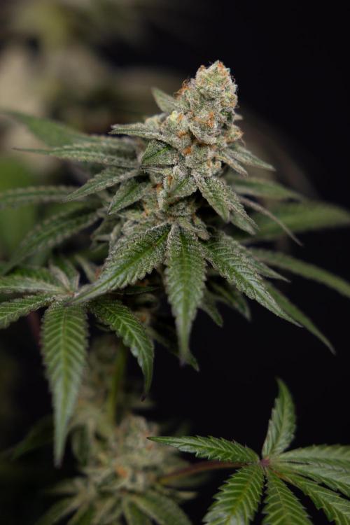 L.A. KUSH Cake #1 - Zamnesia x B&B. Week 15 - LA KUSH CAKE #1 Topping - Harvest Day