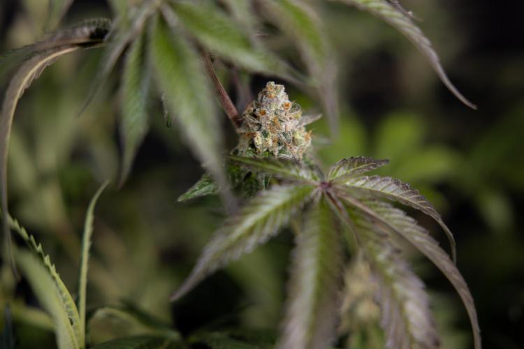 L.A. KUSH Cake #1 - Zamnesia x B&B. Week 15 - LA KUSH CAKE #1 Topping - Harvest Day