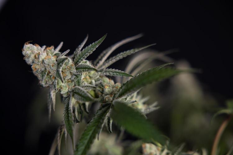 L.A. KUSH Cake #1 - Zamnesia x B&B. Week 15 - LA KUSH CAKE #1 Topping - Harvest Day