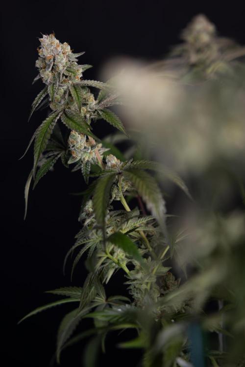L.A. KUSH Cake #1 - Zamnesia x B&B. Week 15 - LA KUSH CAKE #1 Topping - Harvest Day