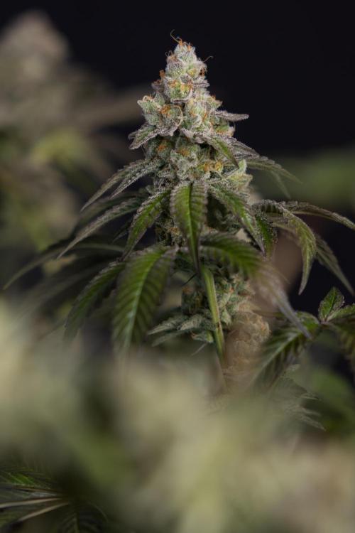 L.A. KUSH Cake #1 - Zamnesia x B&B. Week 15 - LA KUSH CAKE #1 Topping - Harvest Day