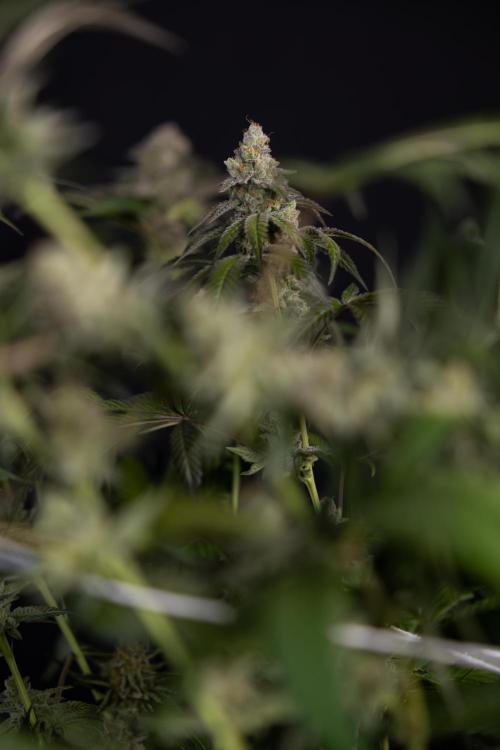 L.A. KUSH Cake #1 - Zamnesia x B&B. Week 15 - LA KUSH CAKE #1 Topping - Harvest Day