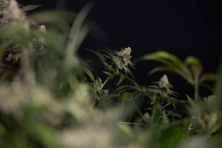 L.A. KUSH Cake #1 - Zamnesia x B&B. Week 15 - LA KUSH CAKE #1 Topping - Harvest Day