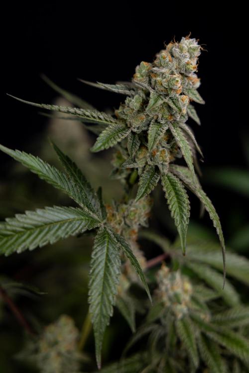 L.A. KUSH Cake #1 - Zamnesia x B&B. Week 15 - LA KUSH CAKE #1 Topping - Harvest Day