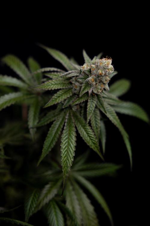 L.A. KUSH Cake #1 - Zamnesia x B&B. Week 15 - LA KUSH CAKE #1 Topping - Harvest Day