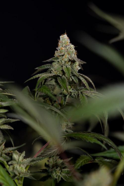 L.A. KUSH Cake #1 - Zamnesia x B&B. Week 15 - LA KUSH CAKE #1 Topping - Harvest Day